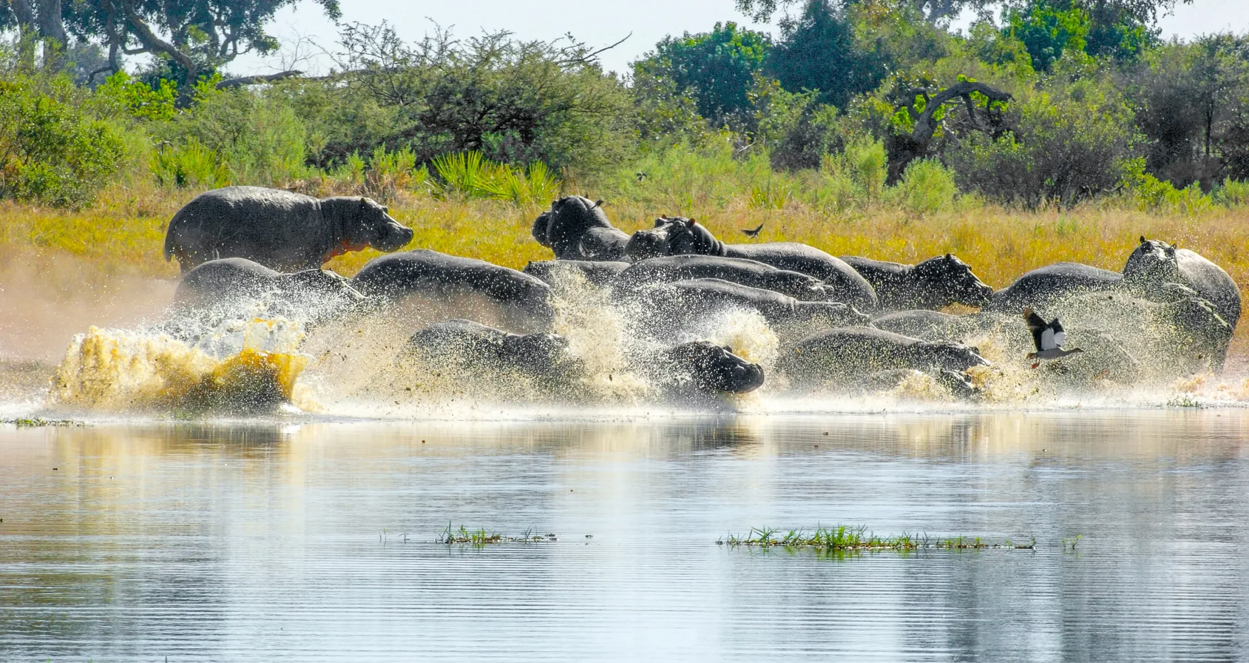 Moremi Game Reserve