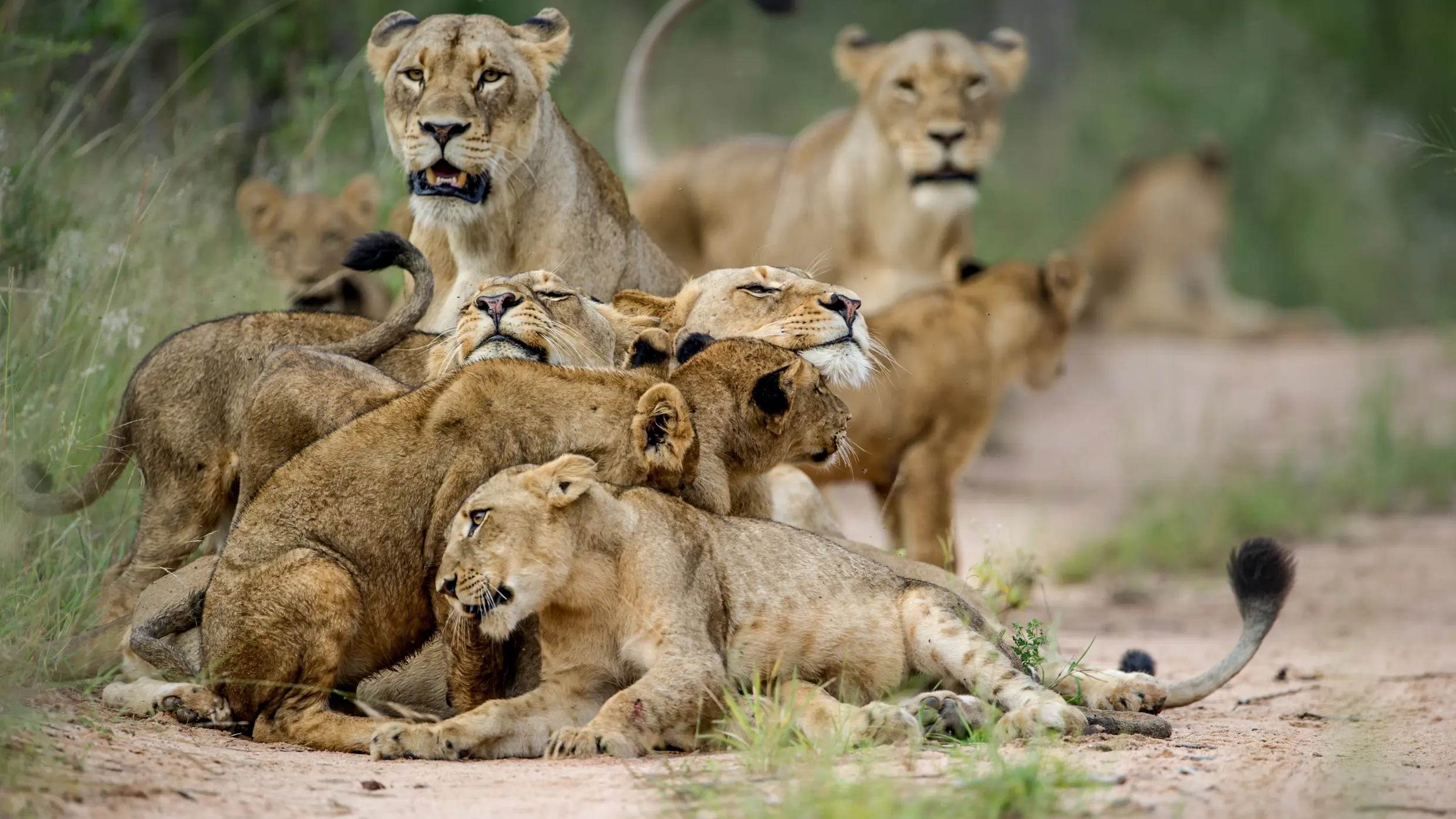 Lion pride resting on the savannah, Kenya, Yellow Zebra Safaris