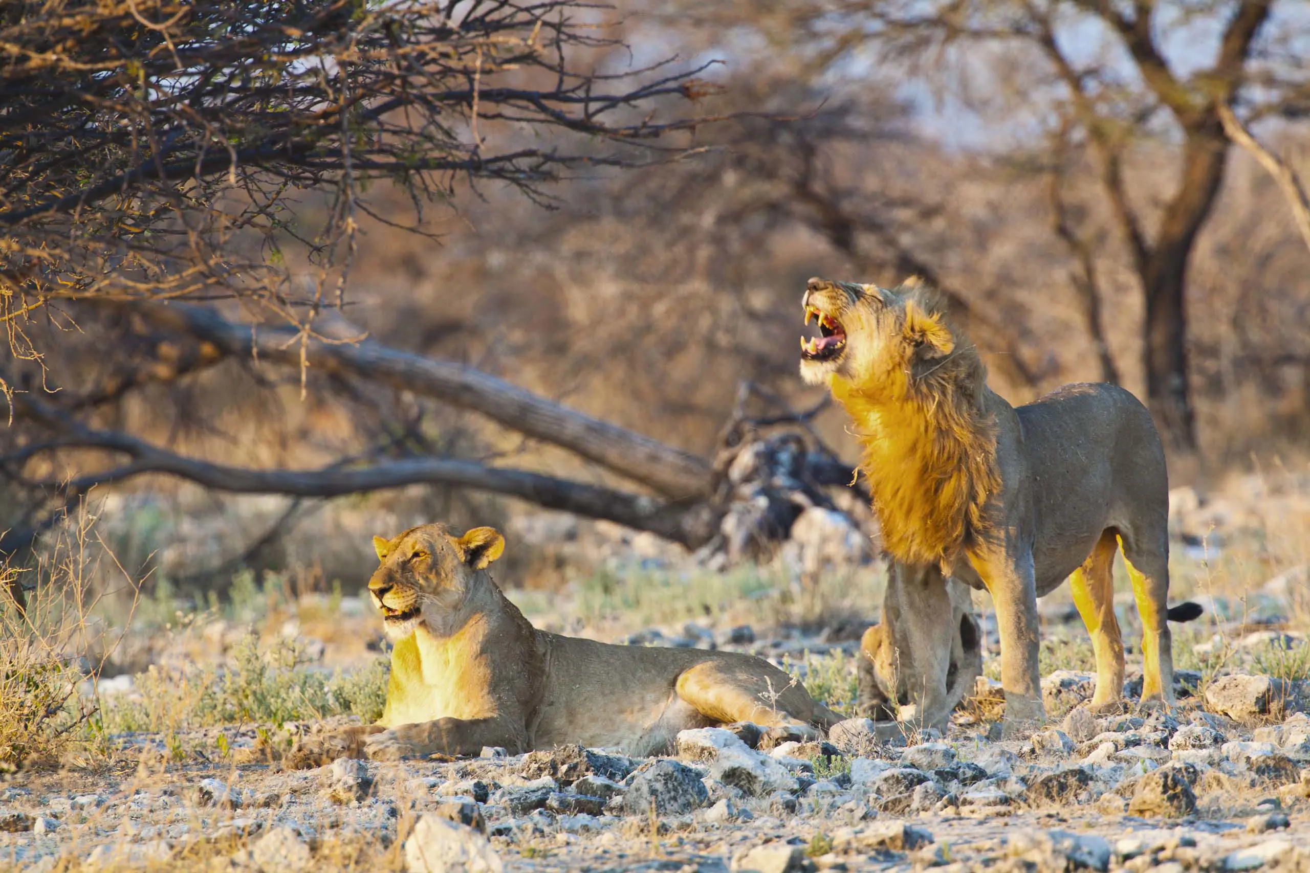 Top 10 Safari Tips