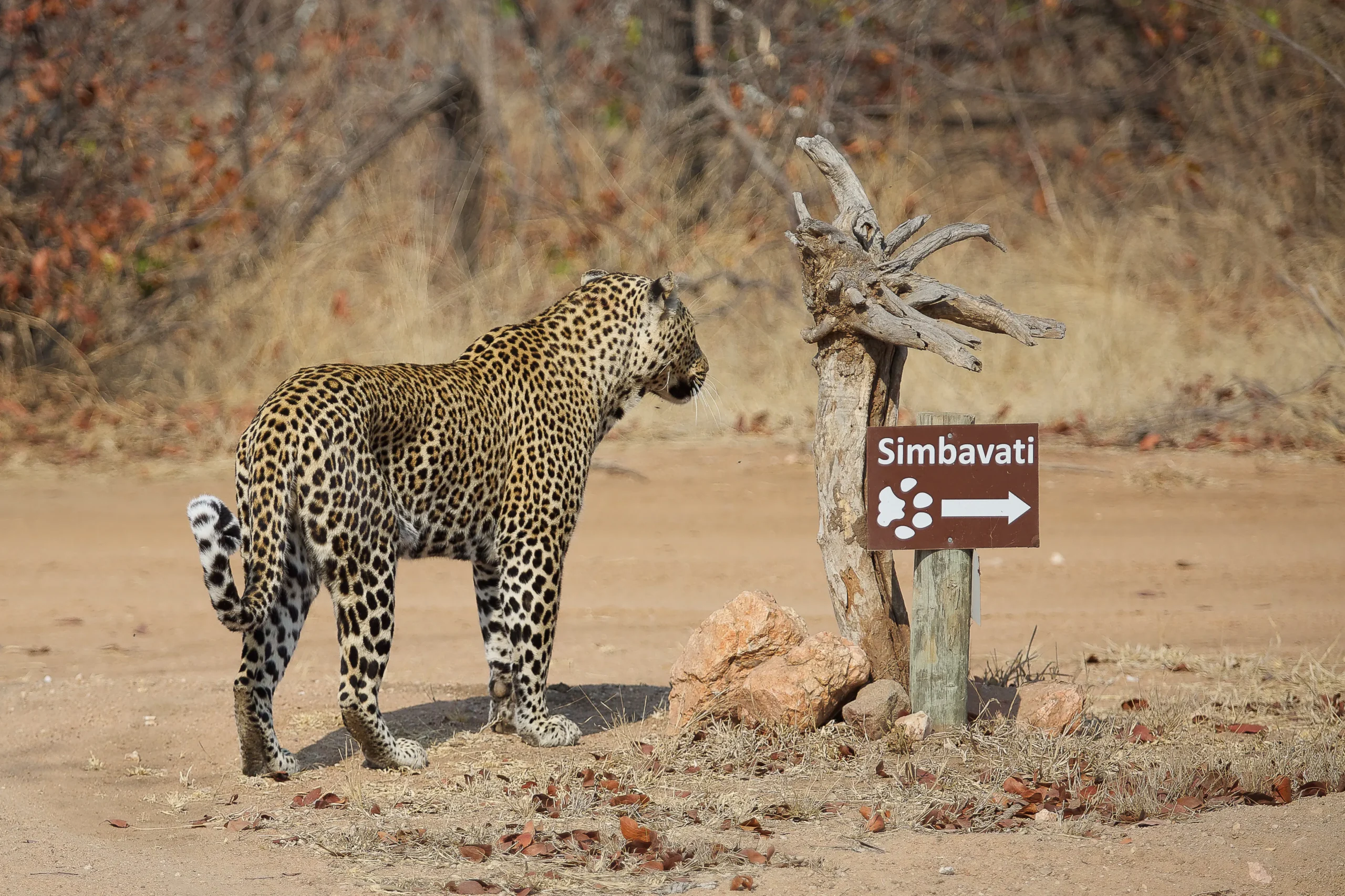 Timbavati Nature Reserve