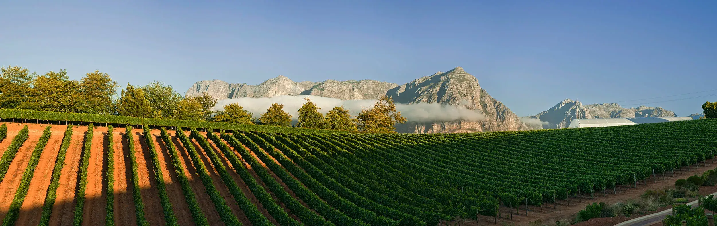 vineyard tours, winelands, south africa safari holidays