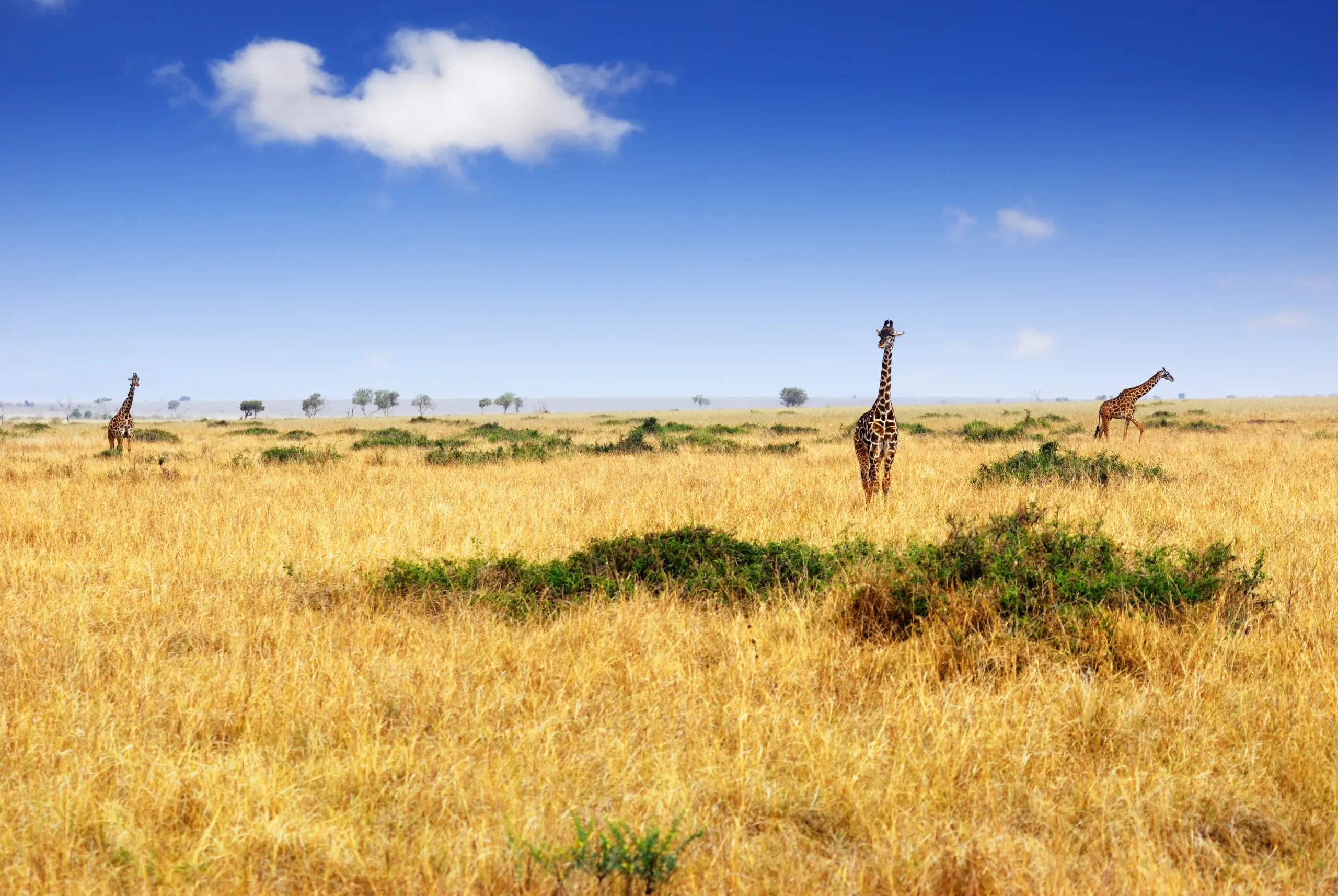 Maasai Mara National Reserve