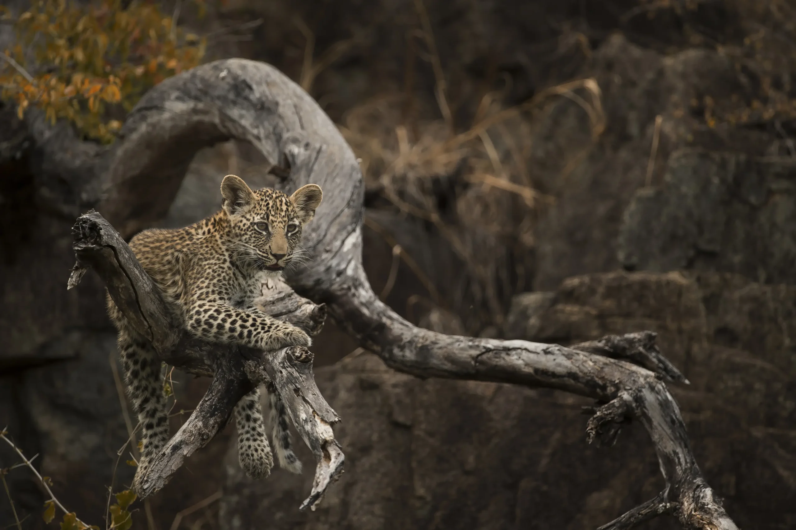 Sabi Sands Game Reserve