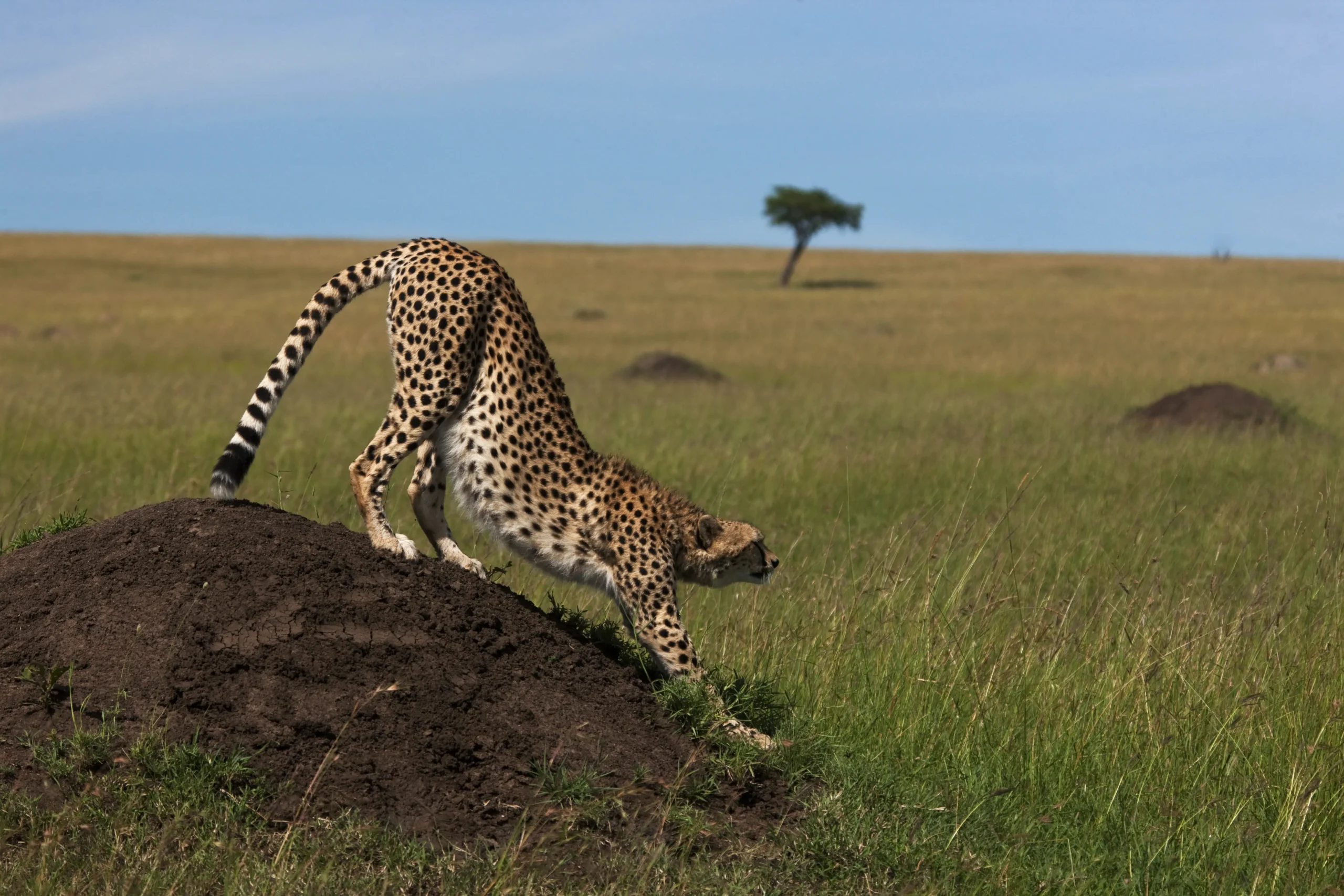 Greater Mara Conservancies