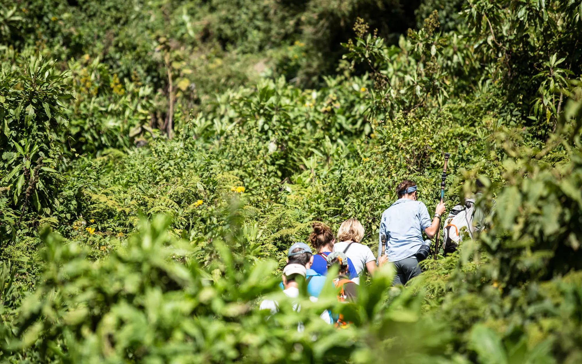 Bwindi Impenetrable National Park