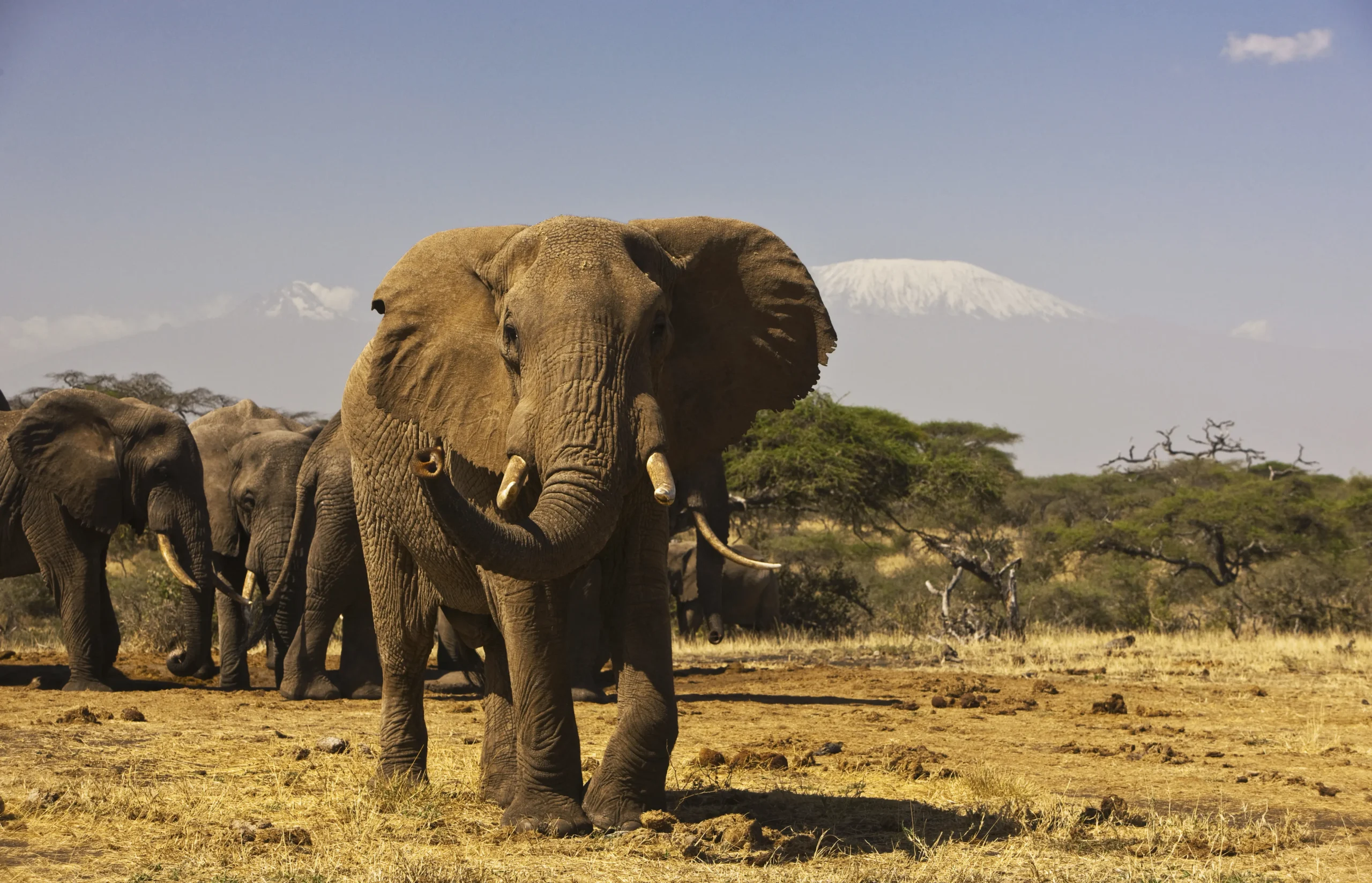 Amboseli National Park & Chyulu Hills