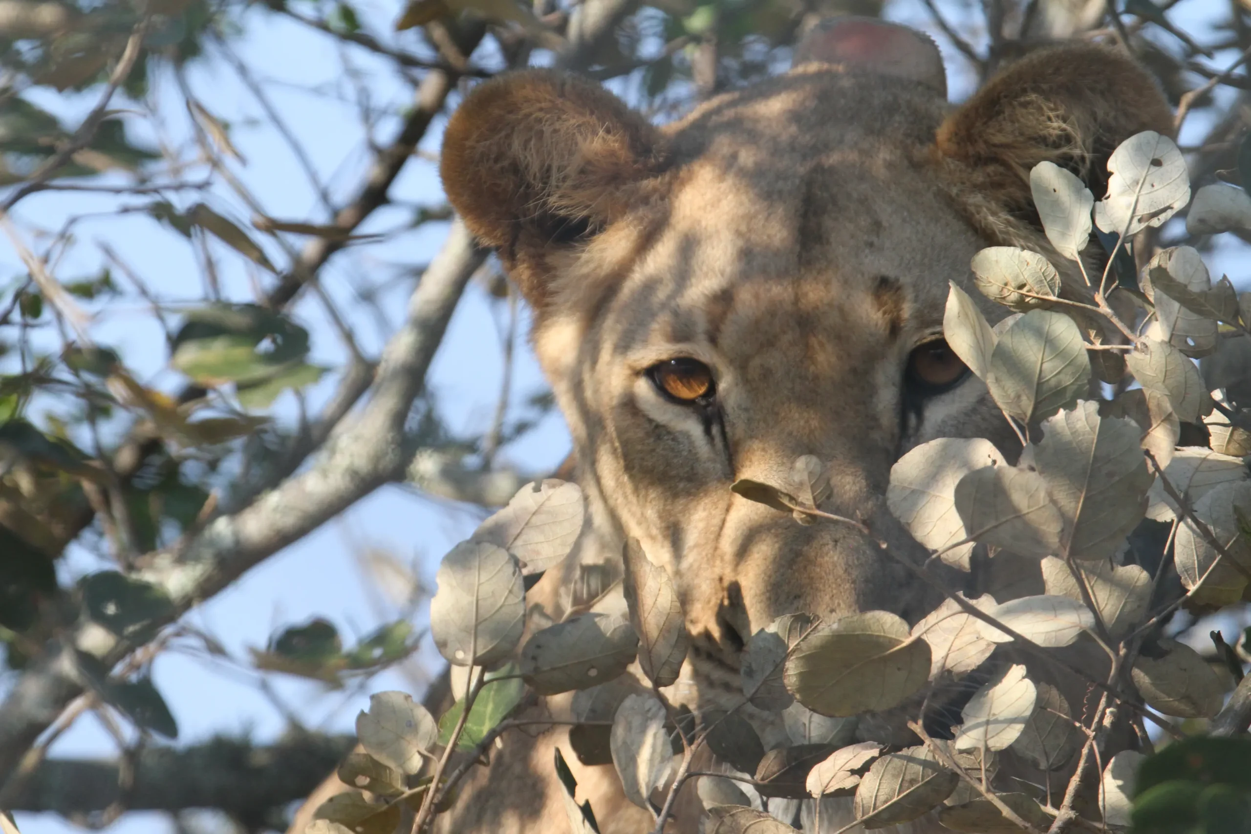 Akagera National Park