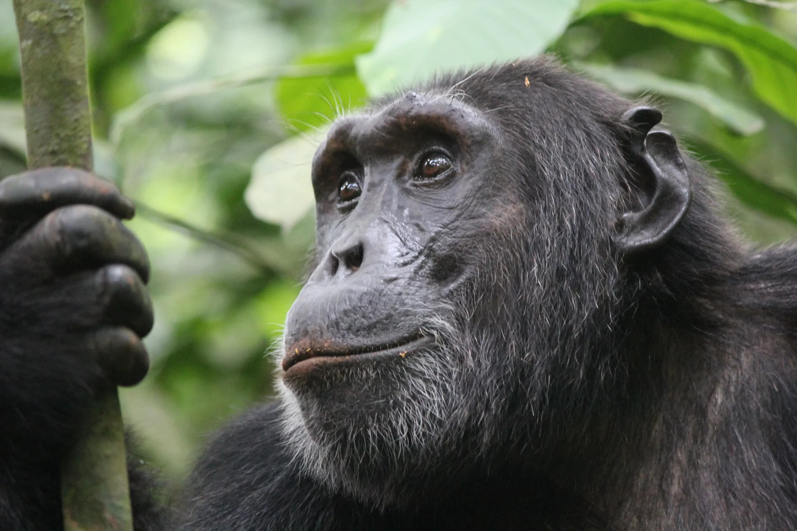 Kibale National Park