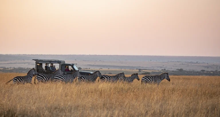 Zebras seen on game drive at Offbeat Mara safari lodge