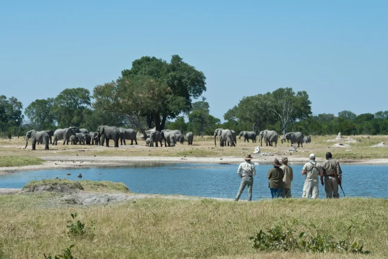 Elephant herd, Walking safaris, Zambezi National Park, Zimbabwe