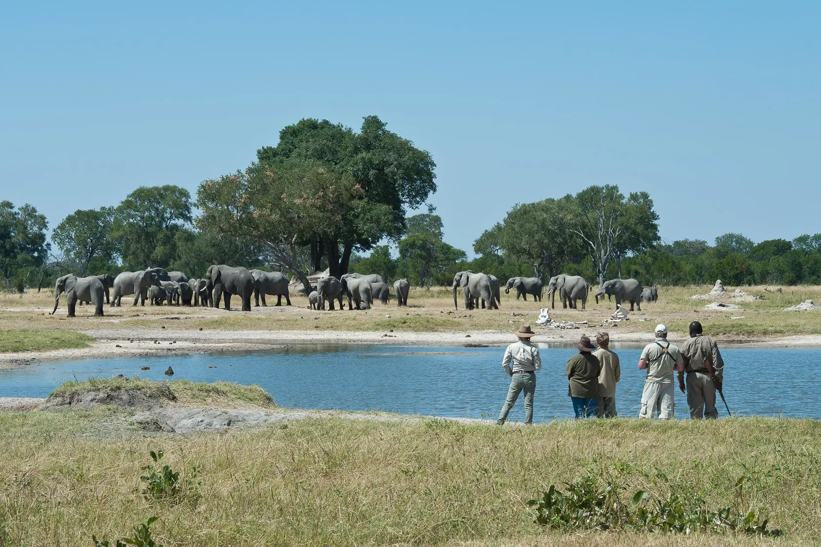 Elephant herd, Walking safaris, Zambezi National Park, Zimbabwe