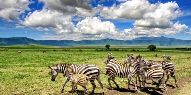 Zebra in Tanzania