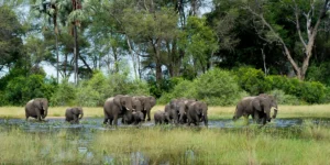 Botswana Safari - River crossing Elephants