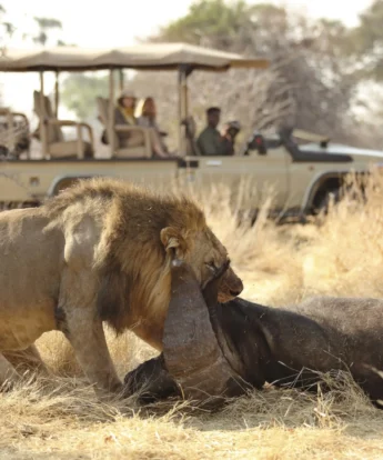 Best wildlife safari parks in Tanzania, Africa