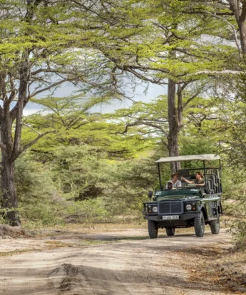 game drive, siwandu camp, nyerere national park, tanzania