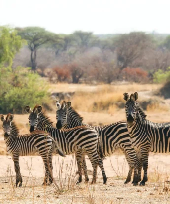 Zebras, Kokoko Camp, Ruaha, Tanzania