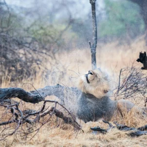 lion, true zambia experience trip