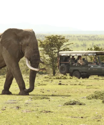 encounter mara elephant drive kenya yellow zebra safaris
