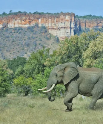 Elephant at Chilojo Cliffs