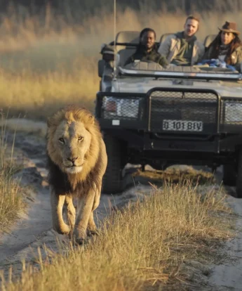 game drive, shinde footsteps, okavango delta, botswana