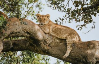 Lioness resting in a tree, Serengeti, Tanzania, Yellow Zebra Safaris