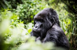 Mountain gorilla in forest vegetation, Volcanoes National Park, Rwanda, Yellow Zebra Safaris
