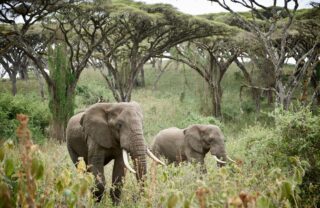 Elephants walking through forest clearing, Ngorongoro, Tanzania, Yellow Zebra Safaris