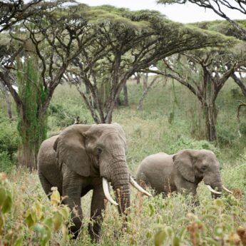 Elephants walking through forest clearing, Ngorongoro, Tanzania, Yellow Zebra Safaris