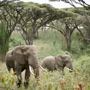 Elephants walking through forest clearing, Ngorongoro, Tanzania, Yellow Zebra Safaris
