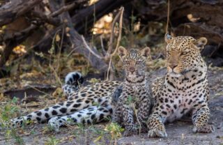 Leopard and cub resting together, Linyanti, Botswana, Yellow Zebra Safaris