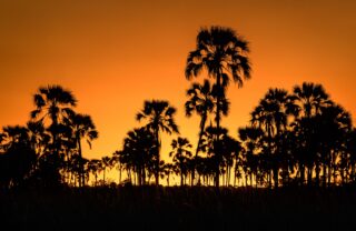 Palm trees silhouetted at sunset, Okavango Delta, Botswana, Yellow Zebra Safaris