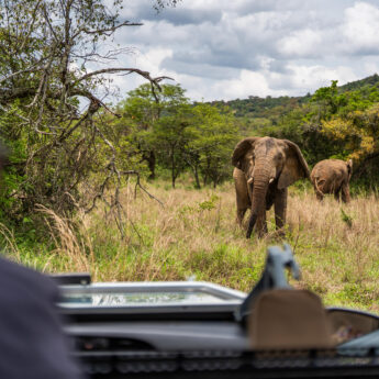 Elephant viewed on game drive, Akagera National Park, Rwanda, Yellow Zebra Safaris