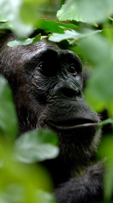 A chimpanzee sits in a bush, Tanzania - Yellow Zebra Safaris