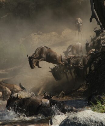 wildebeest migration, Tanzania - Yellow Zebra Safaris