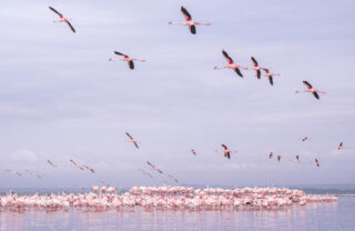 Flamingos Lake Elmenteita, Loldia House, Great Rift Valley, Kenya
