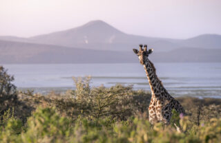 Giraffe at Lake Naivasha, Loldia House, Great Rift Valley, Kenya