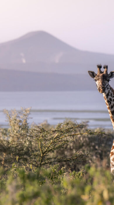 Giraffe at Lake Naivasha, Loldia House, Great Rift Valley, Kenya