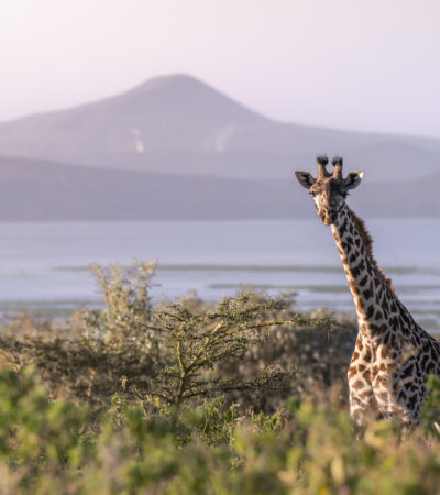 Giraffe at Lake Naivasha, Loldia House, Great Rift Valley, Kenya