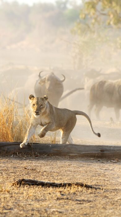 lion runs from buffalo - Yellow Zebra Safari