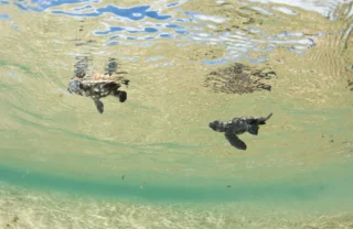 baby sea turtles, kwazulu natal coast, south africa