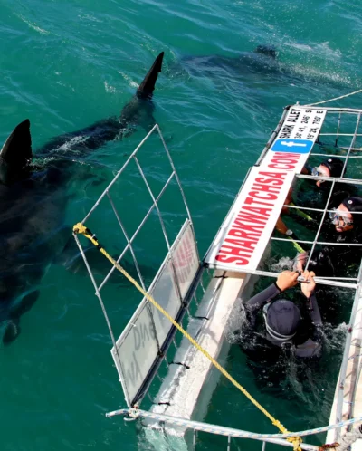 shark cage diving in gansbaai, south africa