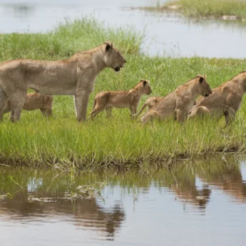lion safaris, moremi game reserve, africa vacations