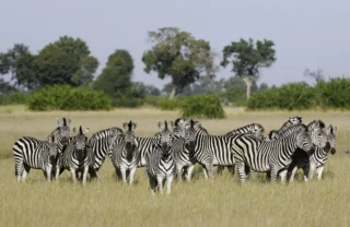 zebra safaris, the linyanti, botswana vacation destination