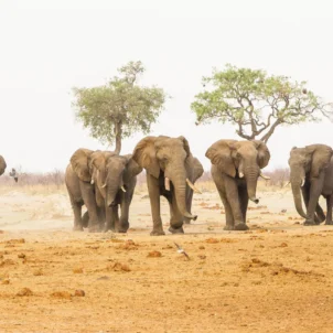 Elephant herds, Savute Safari Lodge, Chobe, Botswana