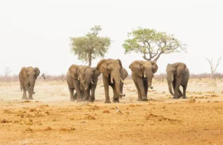 Elephant herds, Savute Safari Lodge, Chobe, Botswana