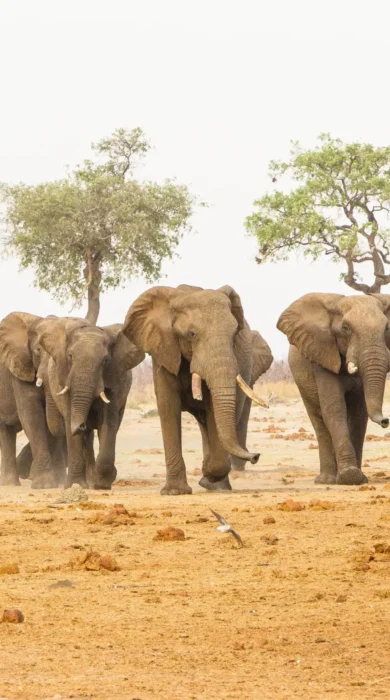 Elephant herds, Savute Safari Lodge, Chobe, Botswana