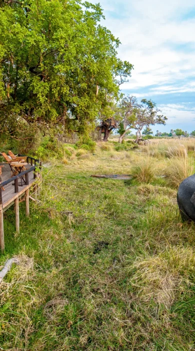 delta camp game view botswana yellow zebra safaris