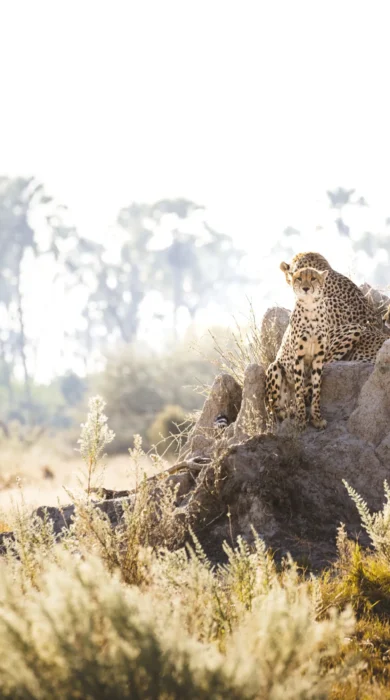 Cheetah, Wilderness Chitabe, Okavango Delta, Botswana