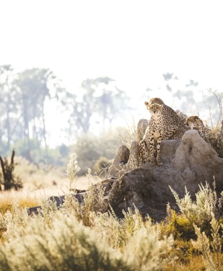 Cheetah, Wilderness Chitabe, Okavango Delta, Botswana