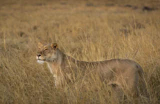 lion machaba camp botswana yellow zebra safaris